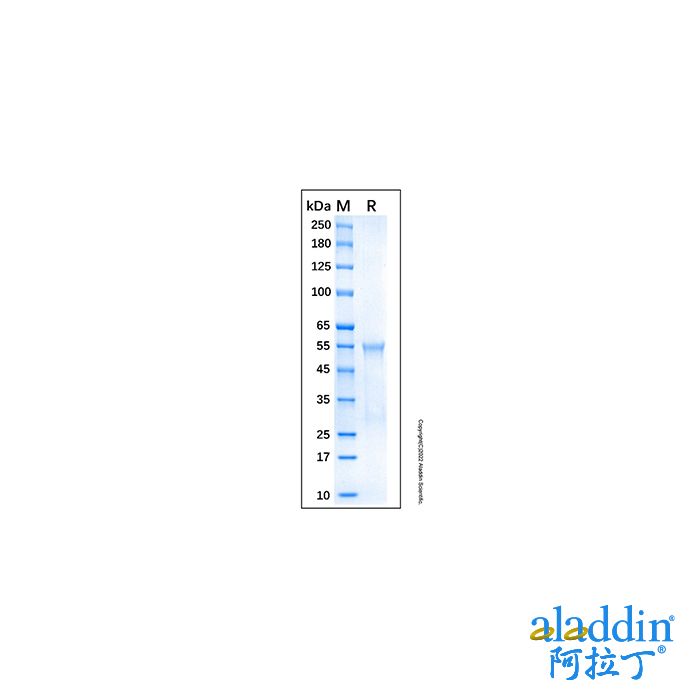 Recombinant Human AKT2 Protein