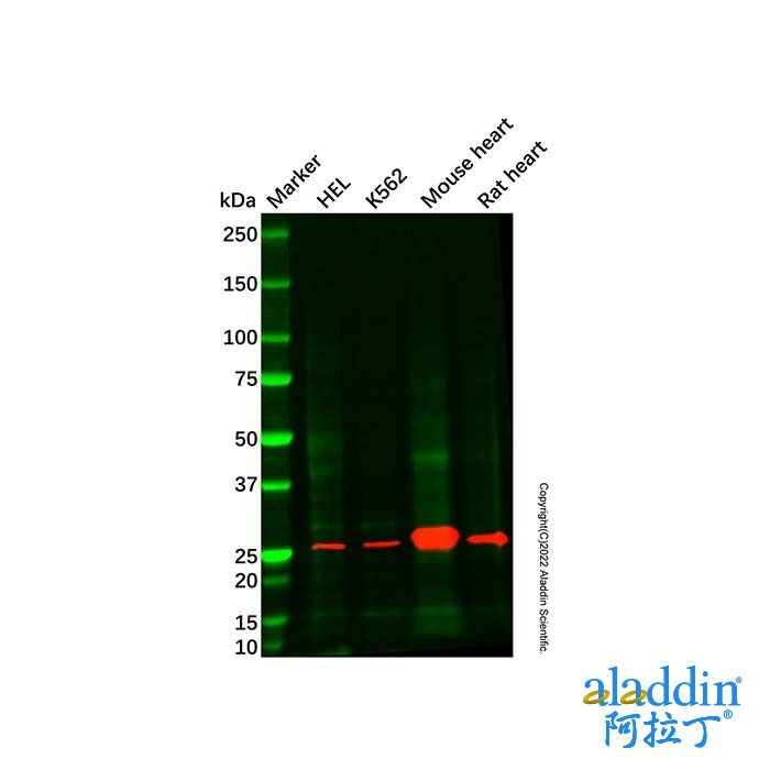 Mouse heart tissue lysate - total protein