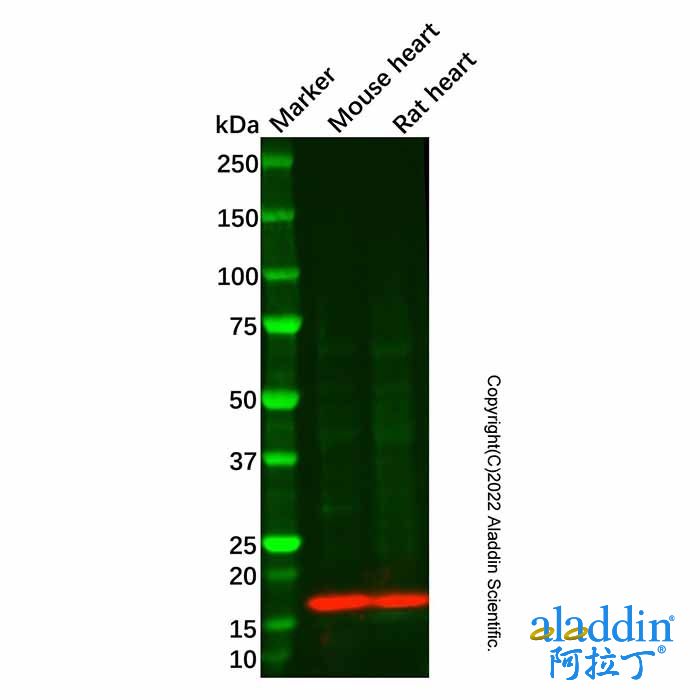 Recombinant Myoglobin Antibody