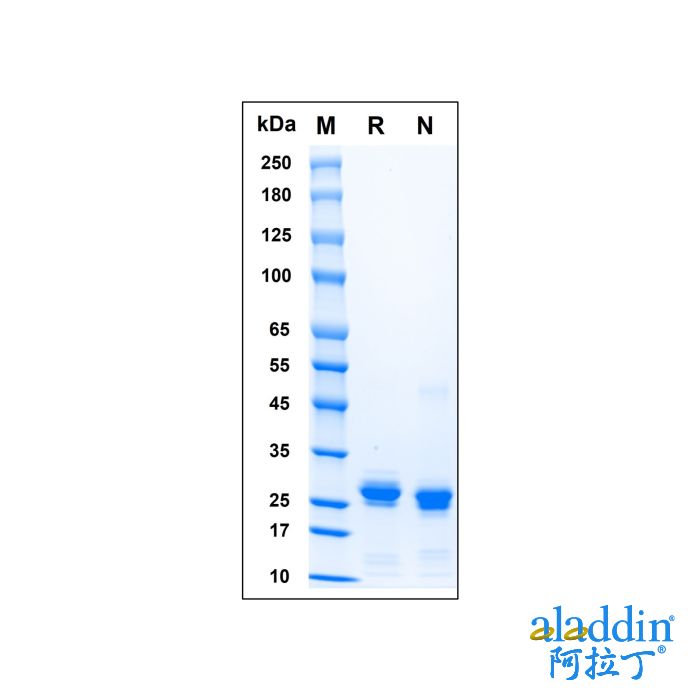 Recombinant Human HMGB1 Protein