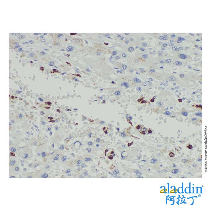 Myeloperoxidase Mouse mAb