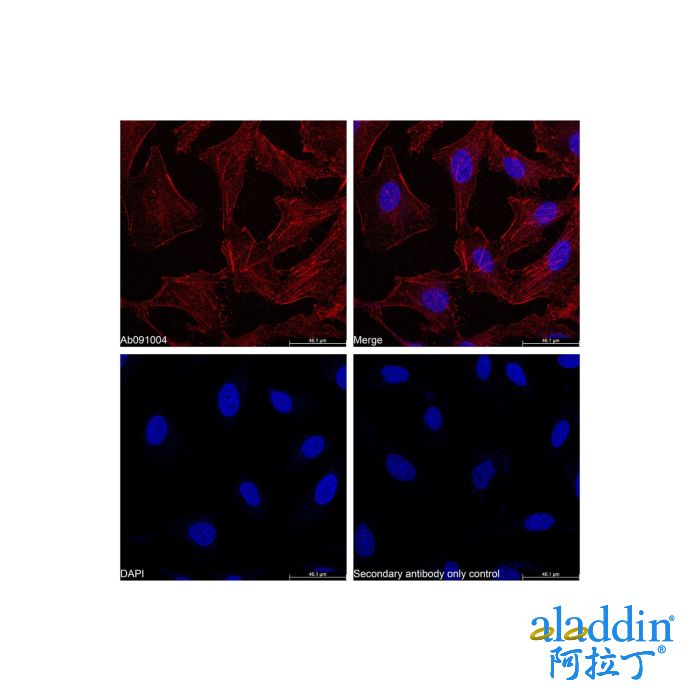 Goat Anti-Rabbit IgG H&L (Biotin)