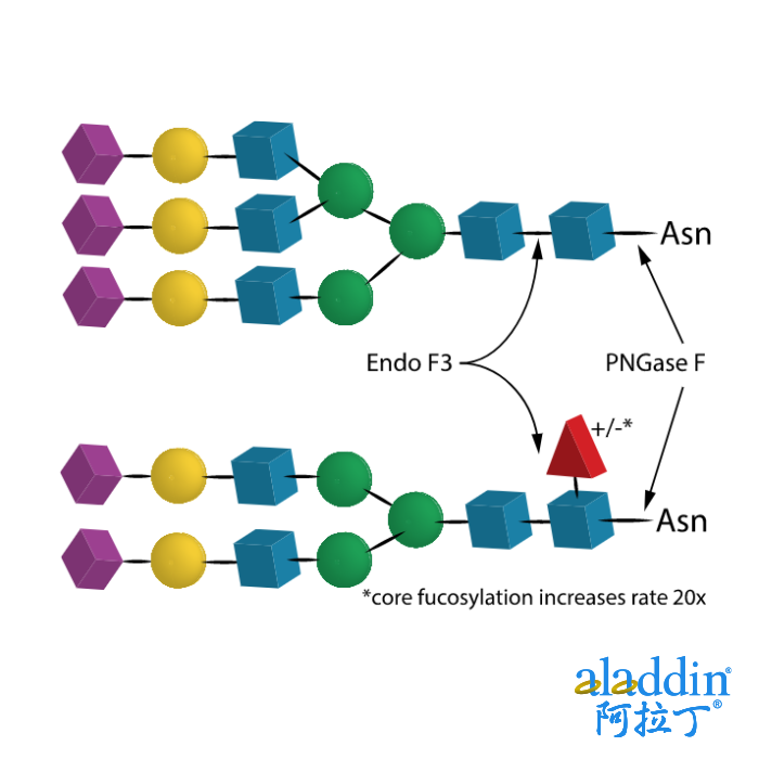 Endo F3