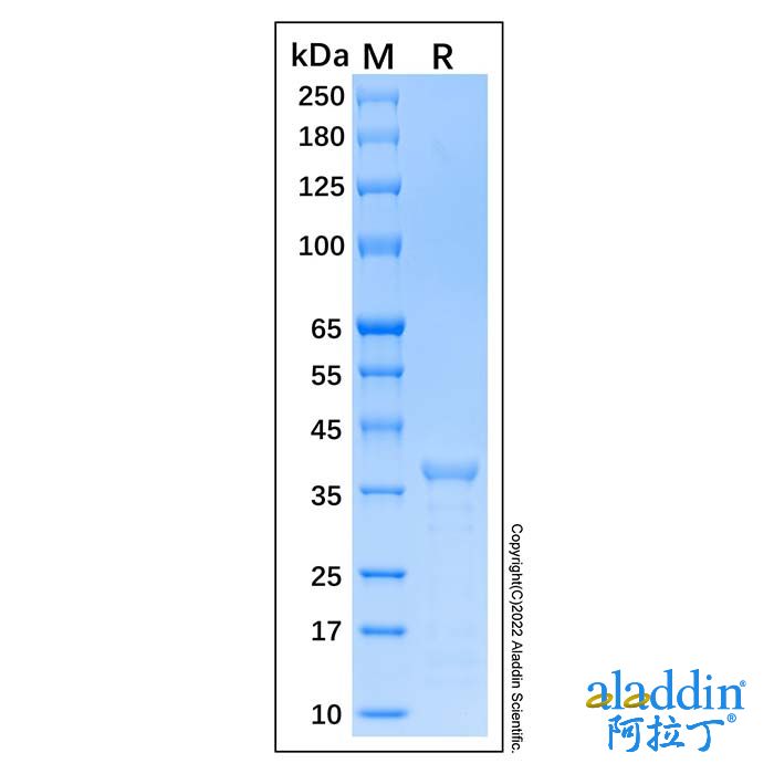 Recombinant Human mTOR Protein