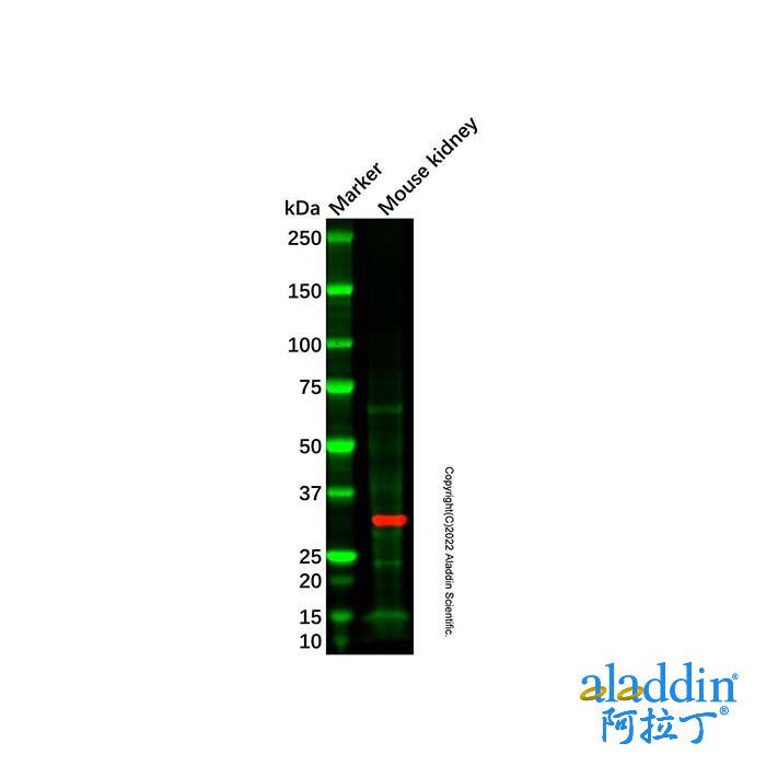 Mouse kidney tissue lysate - total protein