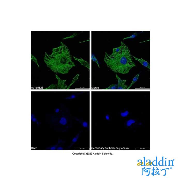 Recombinant Streptavidin Protein (AF488)
