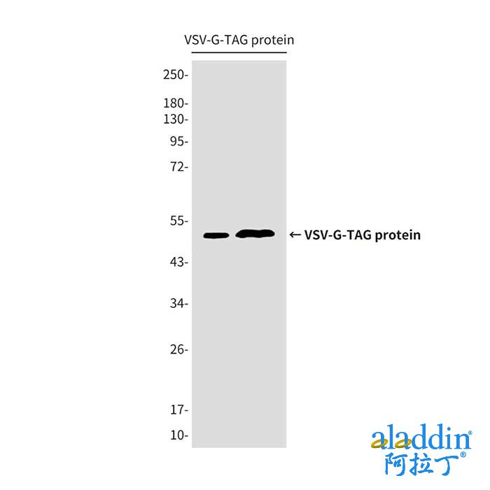 VSV-G tag Mouse mAb