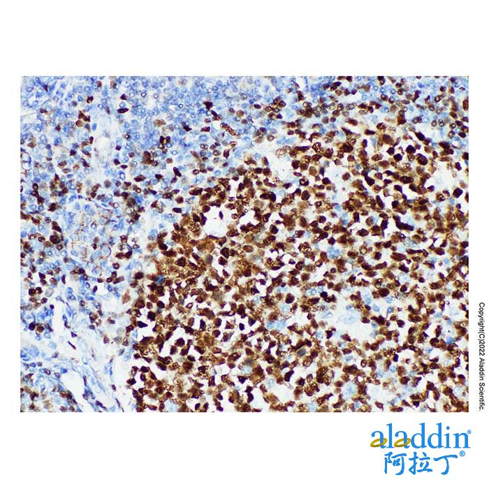 Oct-2 Mouse mAb