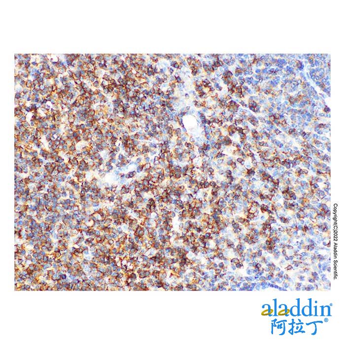 CD2 Mouse mAb