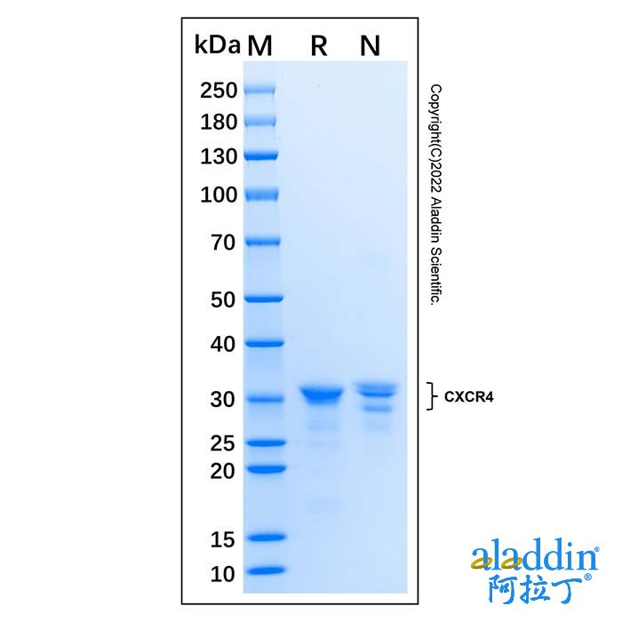 Recombinant Human CXCR4 Protein
