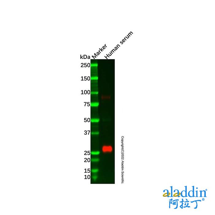 Recombinant Lambda Light Chain Antibody