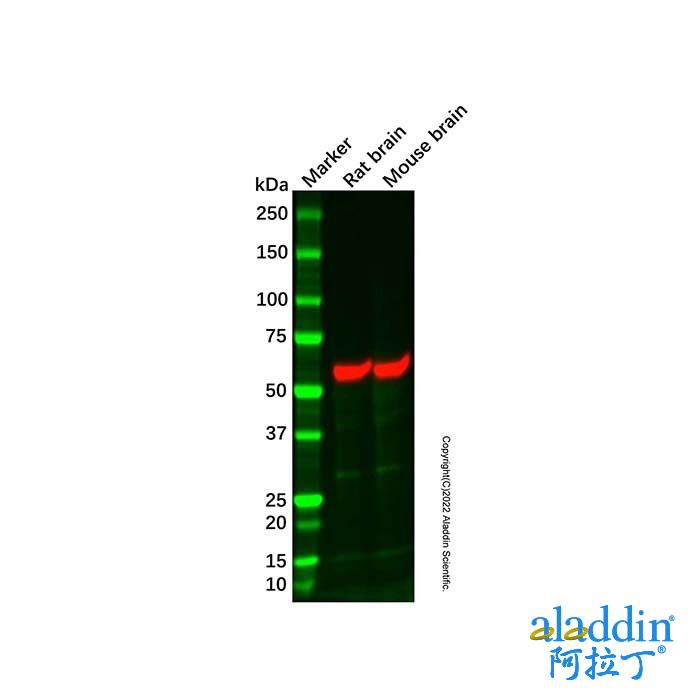 Mouse brain tissue lysate - total protein
