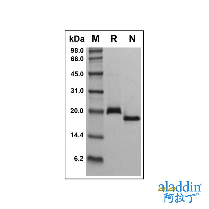 Recombinant Human RANK Protein