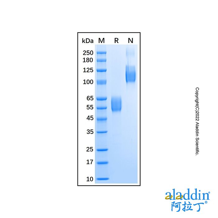 Recombinant Mouse Activin RIIB Protein