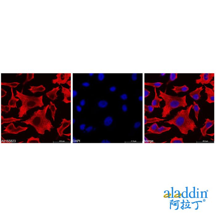 Goat Anti-Mouse IgG H&L (Biotin)