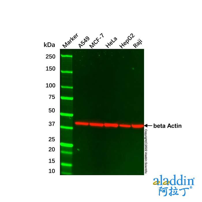 A549 Whole Cell Lysate