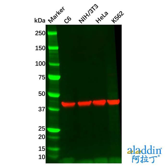 Rabbit Anti-Mouse IgG (Biotin)