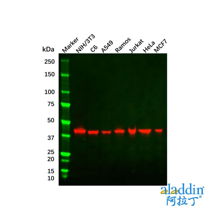 beta Actin Antibody