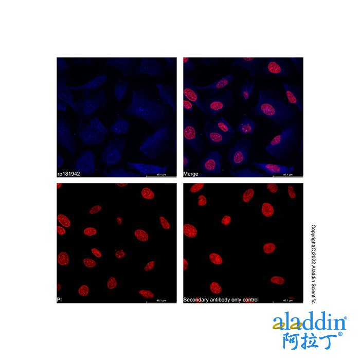 Recombinant Streptavidin Protein (AF405)