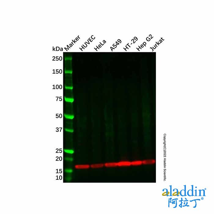 Recombinant CD59 Antibody