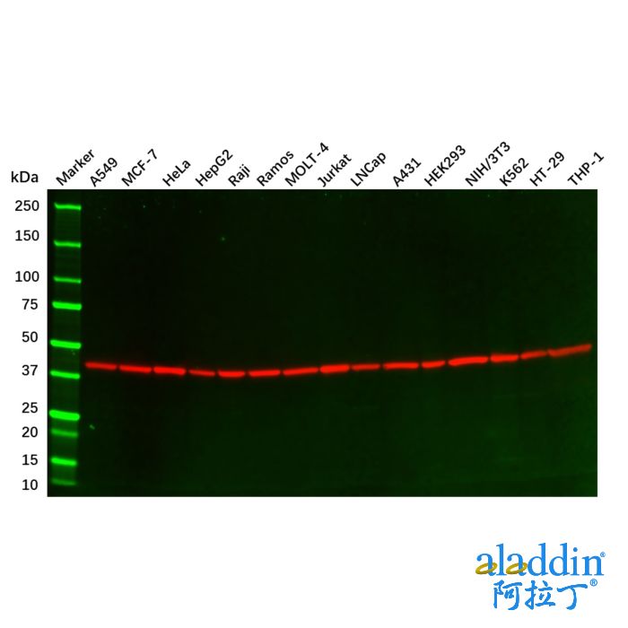 beta Actin Mouse mAb
