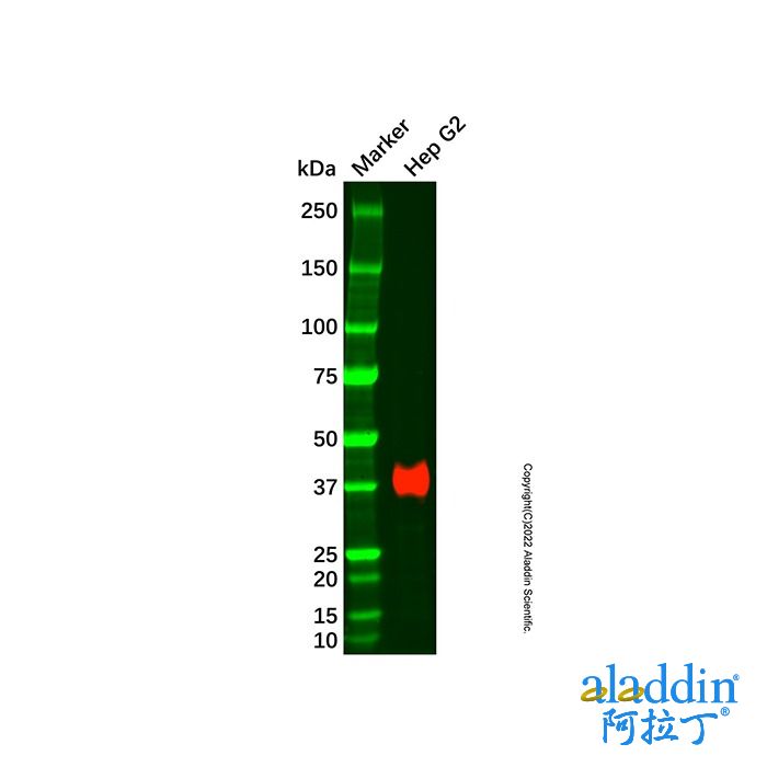 Recombinant CD7 Antibody