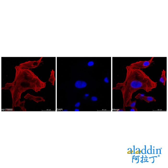 Recombinant Streptavidin Protein (Cy5)