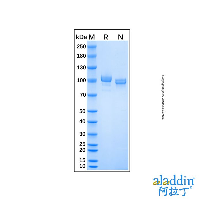 Recombinant Human ENPP-2/Autotaxin Protein