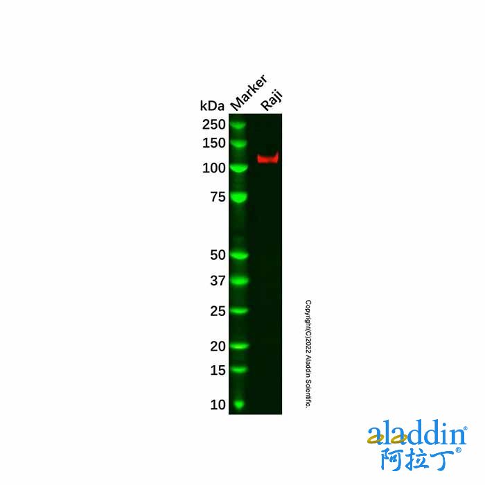Recombinant CD21 Antibody