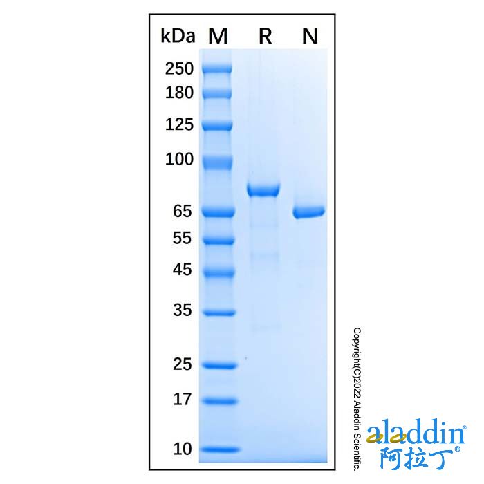 Recombinant Human Lactoferrin Protein