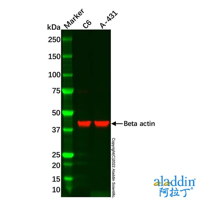 C6 Whole Cell Lysate