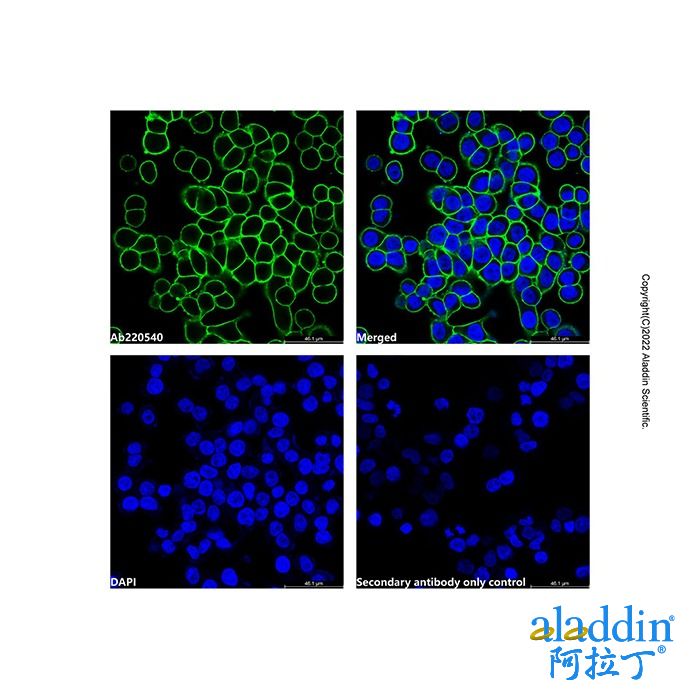 Goat Anti-Human IgG (LumiDye™ Blue 525)