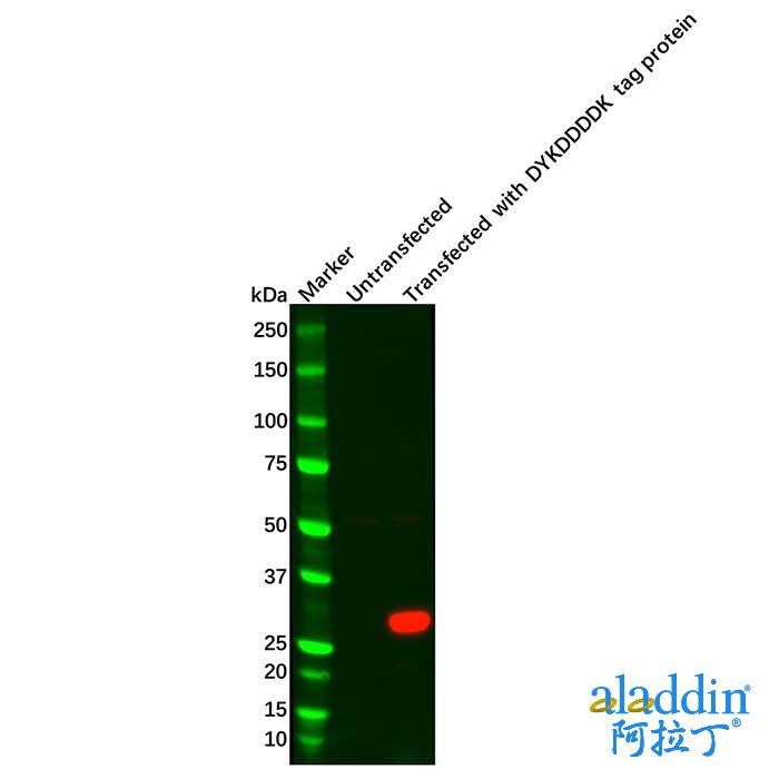 Recombinant DYKDDDDK tag Antibody