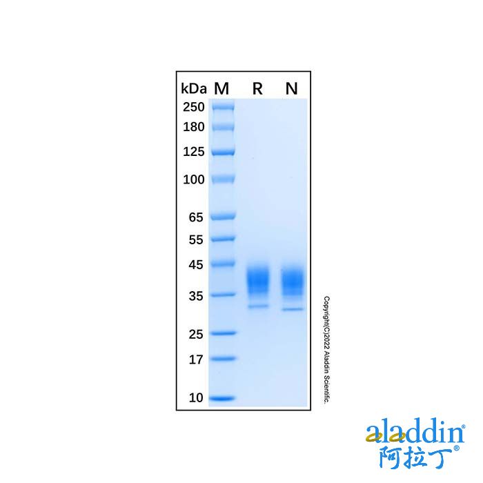 Recombinant Human Coagulation Factor III/Tissue Factor Protein