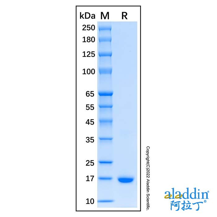Recombinant Human IFN-alpha-2/IFNA2 Protein