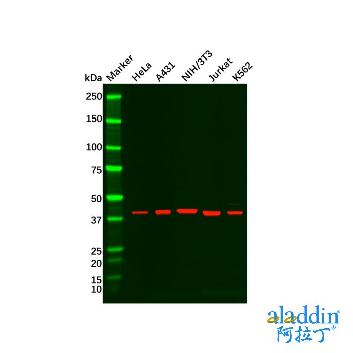 Recombinant ERK1 Antibody
