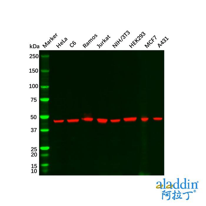 Goat Anti-Rabbit IgG H&L (HRP)