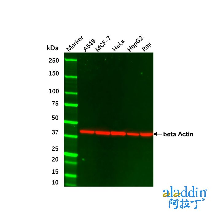 Hep G2 Whole Cell Lysate