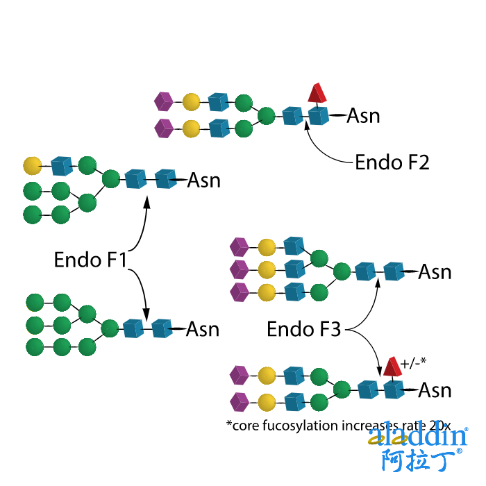 Endo-H