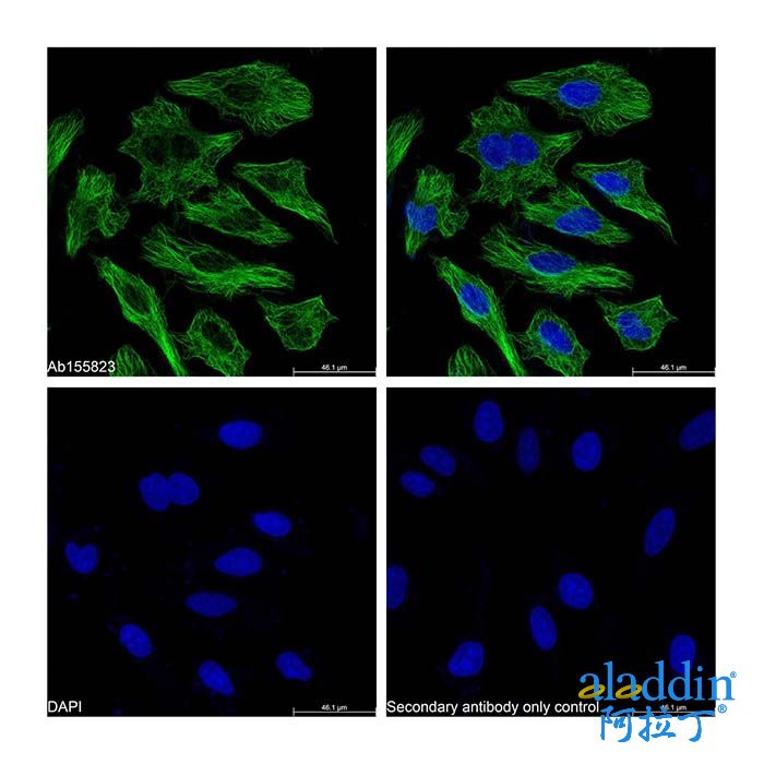 Streptavidin protein (FITC)