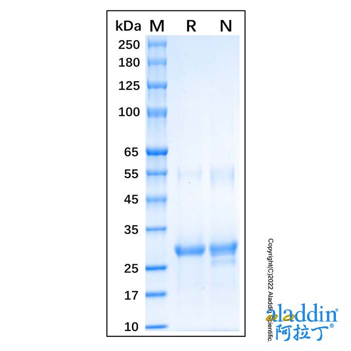 Recombinant Human AMPK alpha 1 Protein