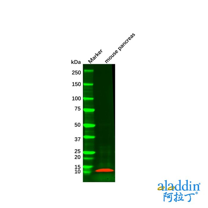Recombinant Insulin Antibody