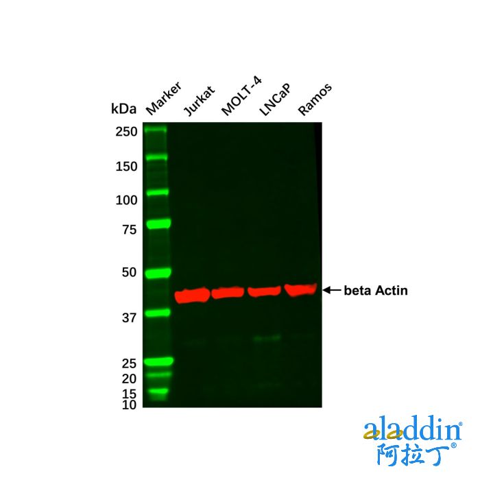 Ramos Whole Cell Lysate