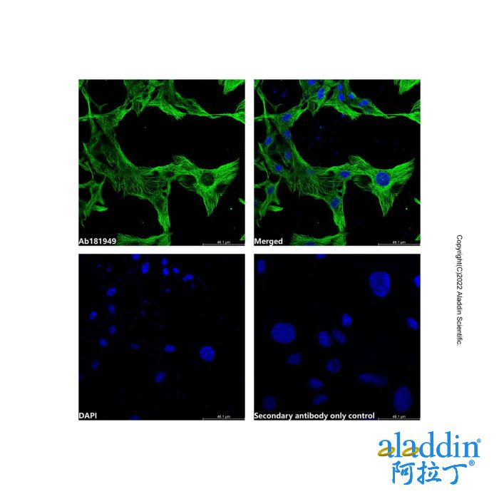 Goat Anti-Mouse IgG H&L (AF488)