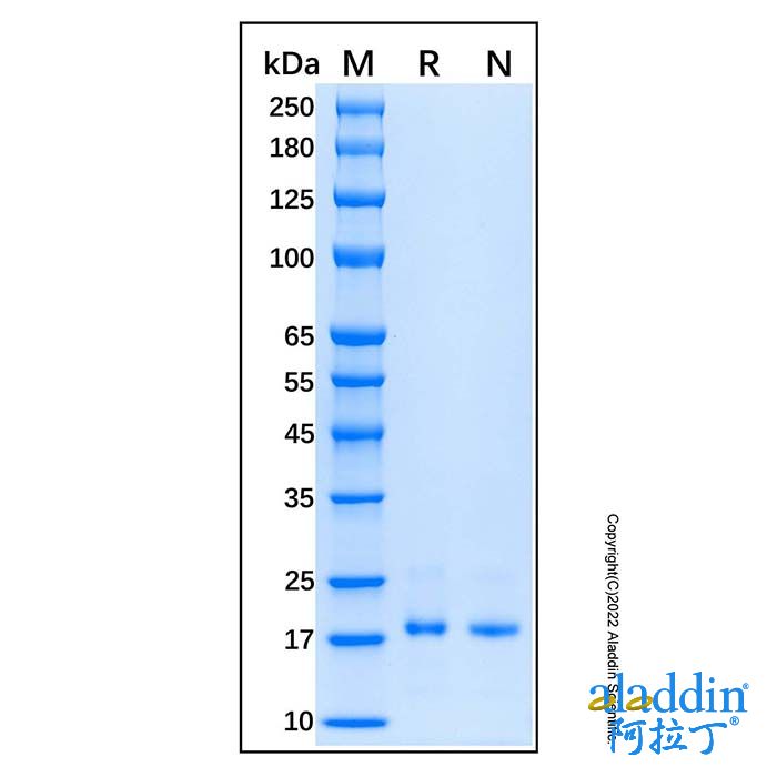 Recombinant Human Connexin 43/GJA1 Protein