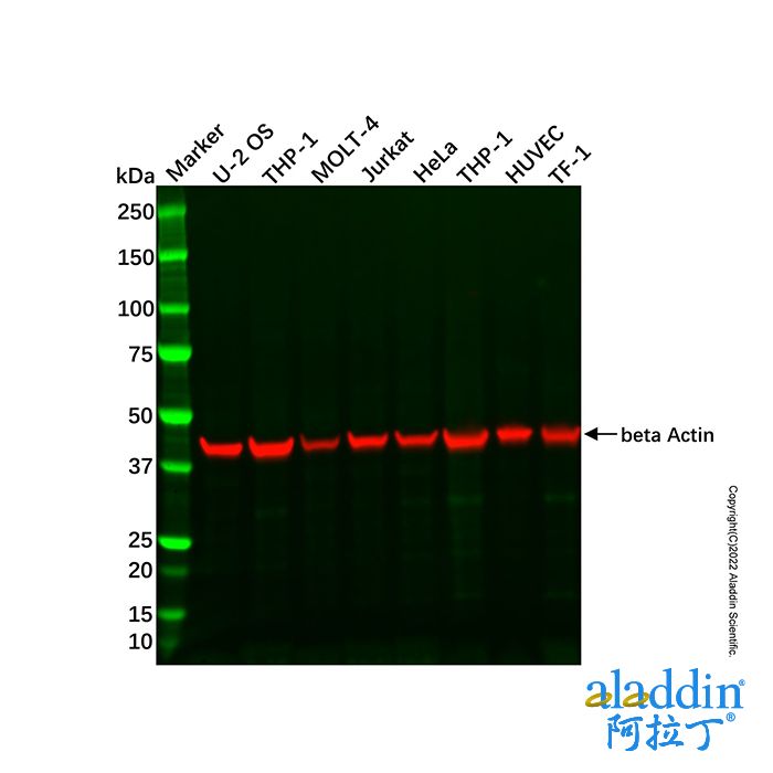 U-2 OS Whole Cell Lysate