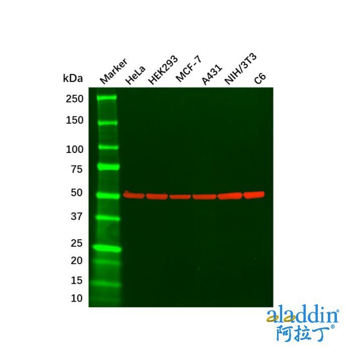 beta Tubulin Mouse mAb