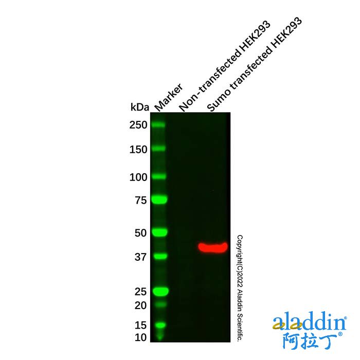 Sumo tag Mouse mAb