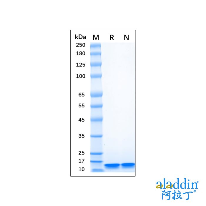 Recombinant Human LC3B Protein