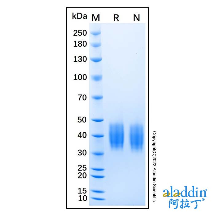 Recombinant Mouse Coagulation Factor III/Tissue Factor Protein
